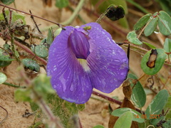 Centrosema brasilianum