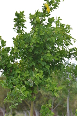 Laburnum anagyroides