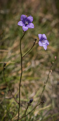 Wahlenbergia krebsii