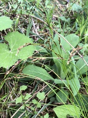 Carex digitata