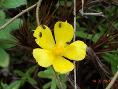 Portulaca mucronata