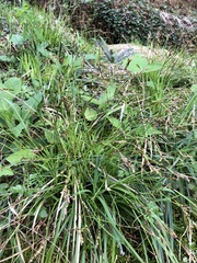 Carex digitata
