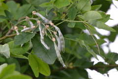 Laburnum anagyroides