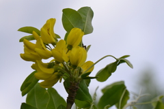 Laburnum anagyroides