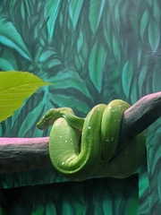 Morelia viridis