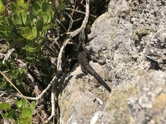 Karusasaurus polyzonus