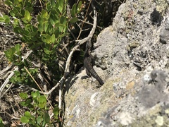 Karusasaurus polyzonus