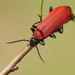 Black-headed Cardinal Beetle - Photo (c) Corinna Herr, some rights reserved (CC BY-NC), uploaded by Corinna Herr
