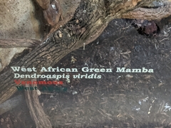 Dendroaspis viridis