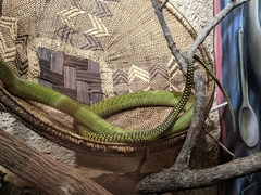 Dendroaspis jamesoni