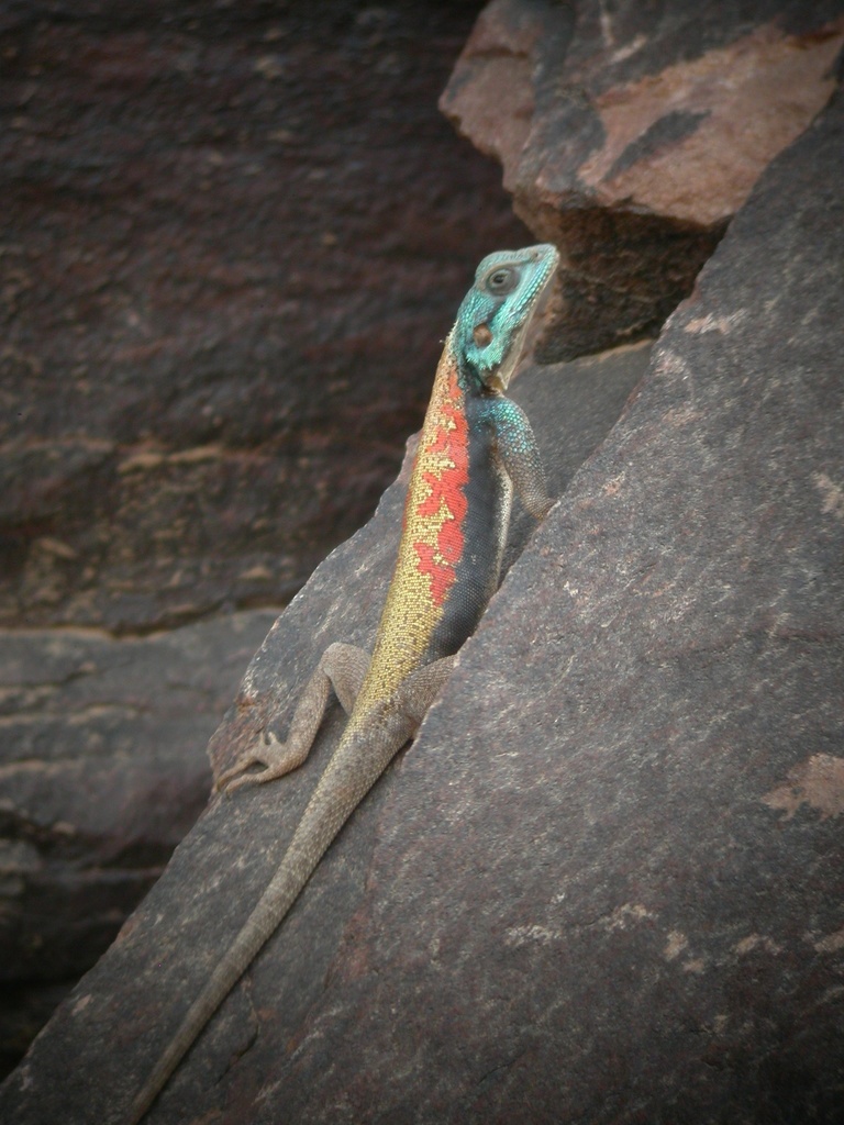 Boulenger's Agama