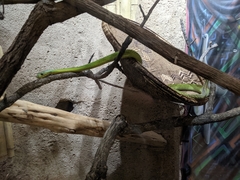 Dendroaspis jamesoni