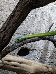 Dendroaspis jamesoni