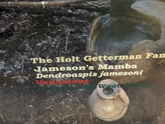 Dendroaspis jamesoni