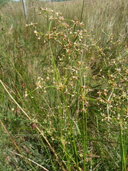 Juncus subnodulosus