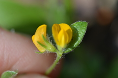 Anthyllis circinnata