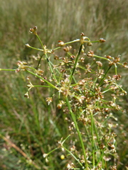 Juncus subnodulosus