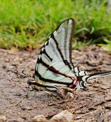 Protographium epidaus epidaus