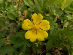 Potentilla reptans
