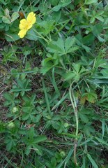 Potentilla reptans