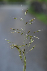 Trisetum flavescens