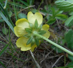 Potentilla reptans