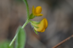 Anthyllis circinnata