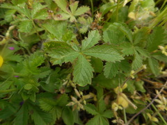 Potentilla reptans