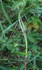 Potentilla reptans