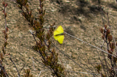 Colias harfordii
