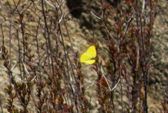 Colias harfordii