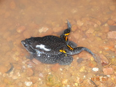 Elachistocleis cesarii