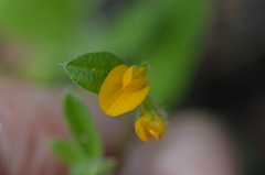 Anthyllis circinnata