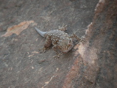 Tarentola parvicarinata