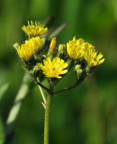 kingdevil (Hieracium praealtum)