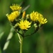 Bauhin's Mouse-ear Hawkweed - Photo (c) Alenka Mihoric, some rights reserved (CC BY-NC), uploaded by Alenka Mihoric