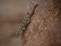 Tarentola parvicarinata