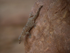 Tarentola parvicarinata
