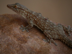 Tarentola parvicarinata