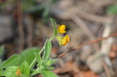 Anthyllis circinnata