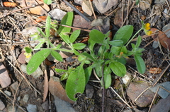 Anthyllis circinnata
