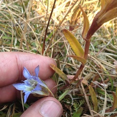 Gentiana ovatiloba