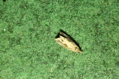 Endothenia quadrimaculana