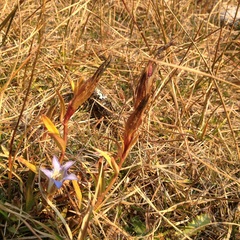 Gentiana ovatiloba