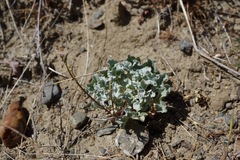 Eriogonum elegans
