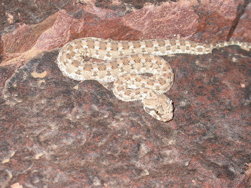 Desert Horned Viper