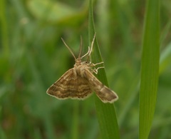 Emmiltis pygmaearia
