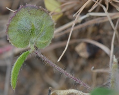 Anthyllis circinnata