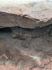 Malacochersus tornieri