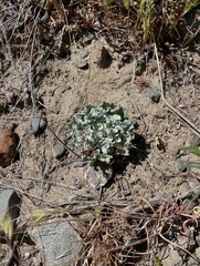 Eriogonum elegans